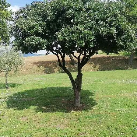 Il Corbezzolo