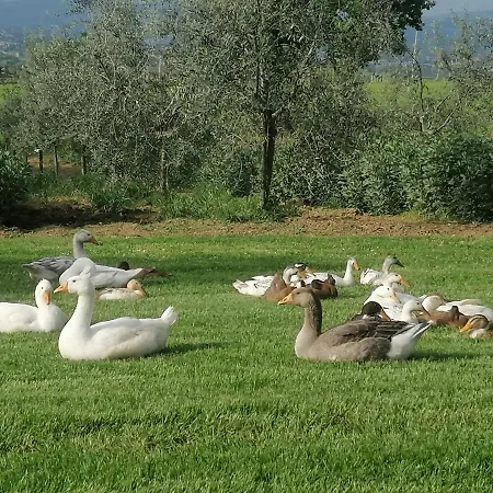 Il Corbezzolo Vendégház Bettona